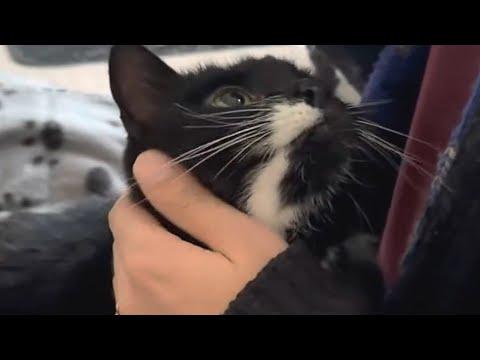 Elderly cat's family abandons her with heartbreaking note #Video