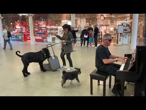 Big Dog Starts Dancing to Boogie Woogie Piano #Video