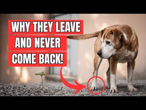 Why do Dogs LEAVE FROM HOME AND DON'T COME BACK? #Video