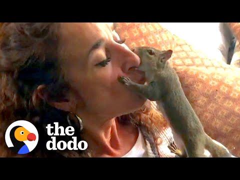 Squirrel Visits His Rescuer Every Day For Years #Video