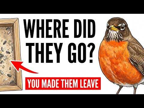 Why Your Birds Suddenly Disappeared — And You’re Still Doing It #Video