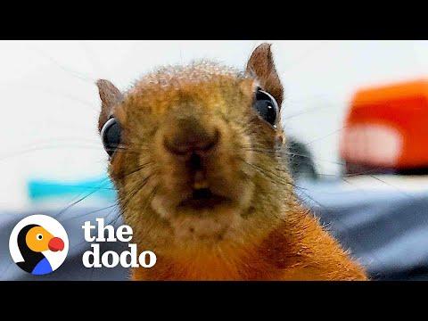 Woman Rescues Two Squirrels And Now They Visit Her Everyday #Video