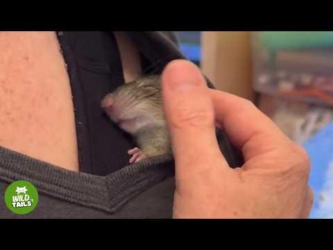 Rescued Baby Rat Thinks I’m His Mom #Video