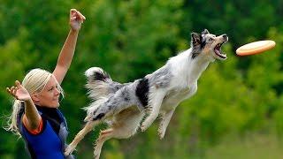 Best Trained & Disciplined Border Collie Dogs