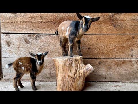 Cinnamon is tired of sharing the spotlight with goat babies! #Video