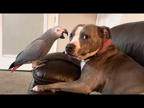This Dog Can’t Handle The Talking Parrot #Video