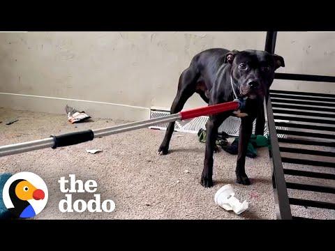 Pittie Got Left Behind In An Apartment Building #Video