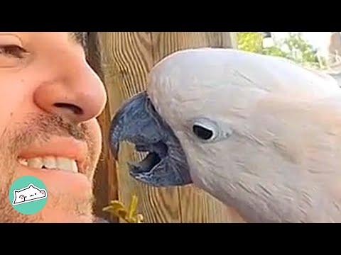 Cockatoo Remembers Previous Life and Owner Finds it Hilarious #Video