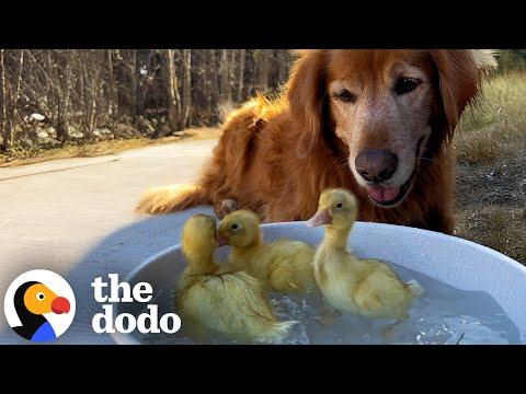 Couple Left The City So Their Dog Could Have More Friends #Video