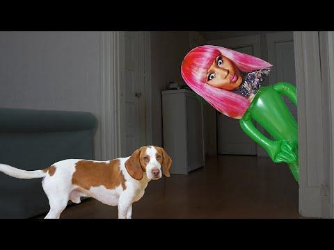 Dog vs Nicki Minaj Pranks: Funny Dogs Maymo & Potpie Prank Each Other