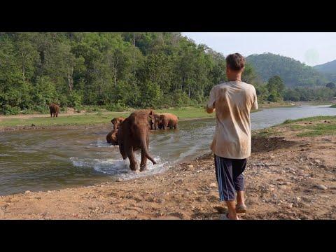 A Man Call Elephant Return To Record The Moment - ElephantNews #Video
