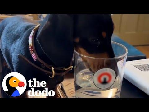 If You Give A Dachshund An Apple... #Video