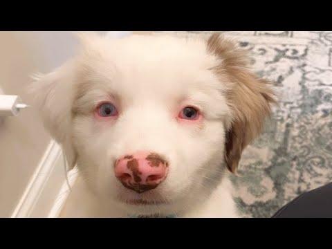 Man gives up this deaf dog. It was the best thing that happened to her. #Video