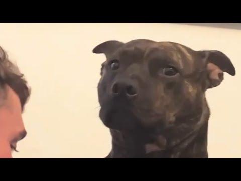 Neglected dog is so happy to be adopted #Video