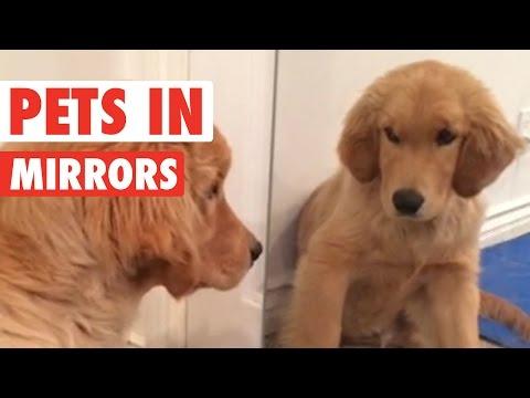 Pets Looking In Mirrors || Awesome Compilation