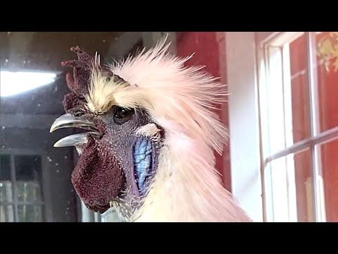 Rooster hilariously 'claims' woman, wants her to lay eggs #Video