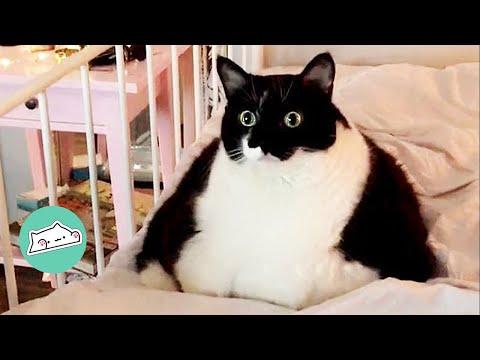 Rescue Cat Was Hungry For Attention and Love. She Finally Got It #Video