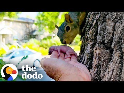 Mama Squirrel Adopts Orphaned Baby #Video