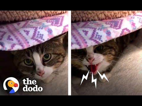 Hissing Stray Mama Cat Slowly Learns To Love #Video