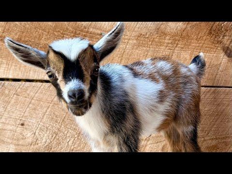 Baby goats Slip & slide #Video