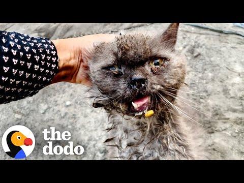 Sweetest Stray Cat Gets A New Lease On Life #Video