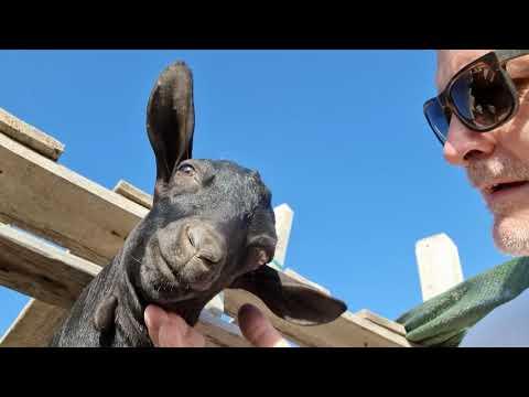 Vandal destroyed the goat shades? #Video