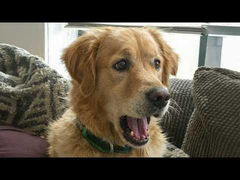I Was NOT Prepared For These Funny Dogs! #Video