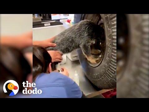 People Band Together To Save Puppy Stuck In Tire #Video