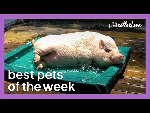 Mini Pool Pig | Best Pets of the Week