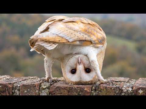 Owls Are So Funny… And Nobody Talks About It #Video