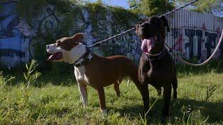 Waiting for a Forever Home: Thick and Molasses | Pit Bulls & Parolees