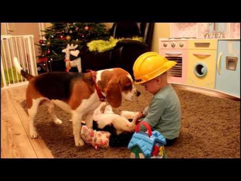Charlie The Beagle - Jealous Of New Puppy