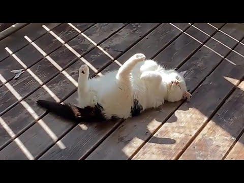 When Your Cat Masters the Art of Doing Nothing! #Video