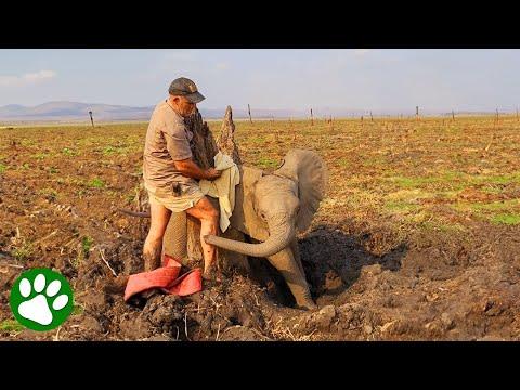 Kind Men Save Baby Elephant Stuck Between Tree Trunks #Video