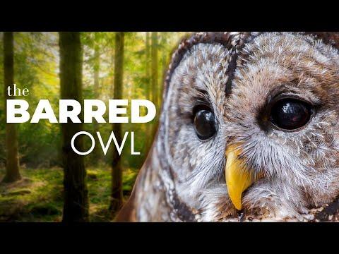 Crazy Sounds, Heartfelt Eyes and Everything in-between | The Barred Owl #Video