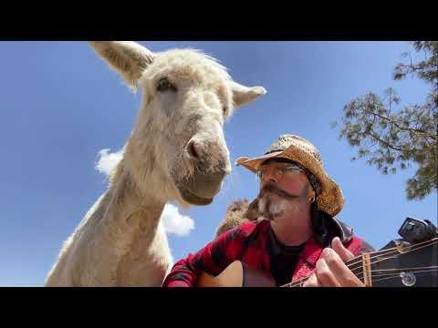 Donkey Loves America and the Song Horse with No Name Live music #Video