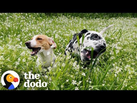 Beagle Wouldn't Stop Shaking Until She Met This Family Member #Video