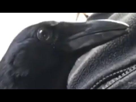 Crow lived near chickens. Guess what she sounds like now. #Video