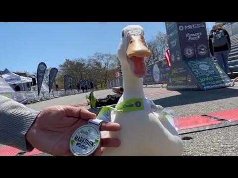 Duck Runs Marathon & Wins Medal #Video