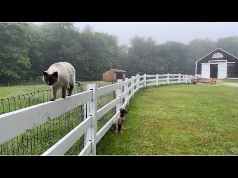 3 awesome barn cats at work #Video