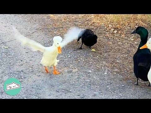 Jealous Duck Pushes All Siblings To Get Woman's Attention #Video
