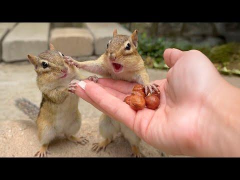 Jealous chipmunk freaks out when other chipmunk get snacks #Video