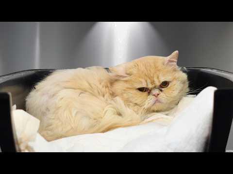 Meet Quasimodo...The Persian Cat Everyone Falls in Love With #Video