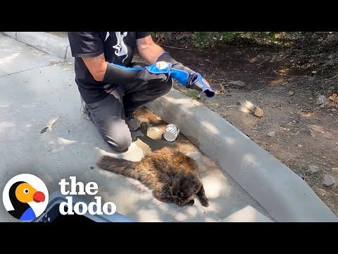 Feral Cat Living Outside Starbucks Becomes A Total Daddy's Girl
