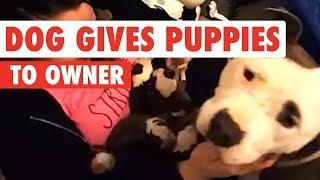 Sweet Pitbull Gives Her Newborn Puppies To Owner