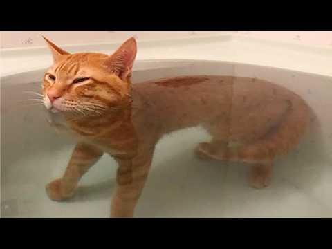The Funniest Ginger Cats Caught on Camera! #Video