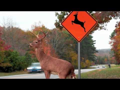 Please Move The Deer Crossing