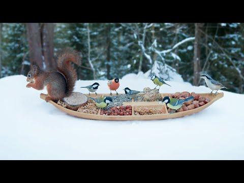 Little Boat Of Nuts & Seeds - Relax With Squirrels & Birds ( 1 Hour ) #Video