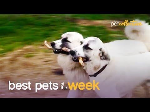 Dogs Who Are Best Friends | Best Pets of the Week Video