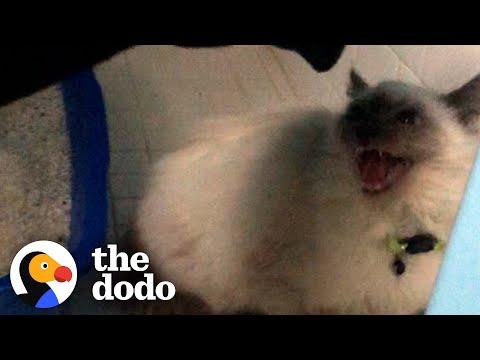 Hissing Cat Warms Up To His Foster Mom #Video